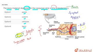 The waxy material deposited in the casparian strip of the endodermis is [upl. by Silera]