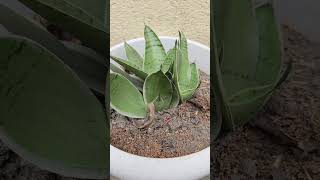 Variety of Sansevieria Snake Plant [upl. by Nyrehtak]