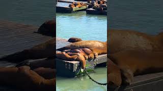 సముద్ర సింహాలు భలే ఉన్నాయ్ Sea Lions in California USA 👍 🇺🇸 [upl. by Light]