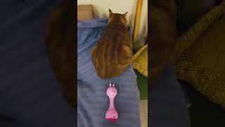 funny catcatcatscatlover catshorts funnycatsyoutubeshorts funnyvideo music [upl. by Canon924]