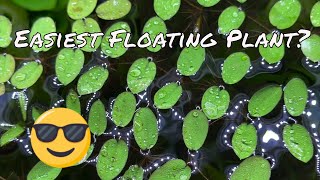 Easy Floating Plant Salvinia [upl. by Atiuqahs]