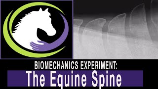 Biomechanics Experiment The Equine Spine  Neutral vs Engaged [upl. by Enida]