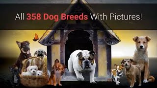 All Dog Breeds AZ With Pictures all 358 breeds in the world [upl. by Nnylannej]