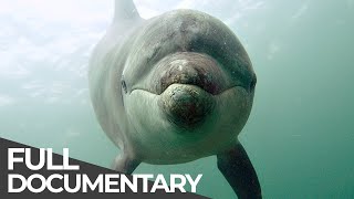 Ocean Stories 3  Dolphins and Whales  Free Documentary [upl. by Nnayllas]