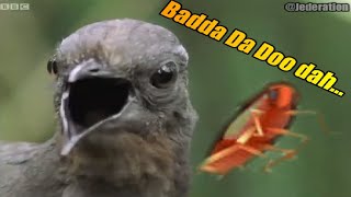 Lyre Bird Autotune Meme [upl. by Leehar]