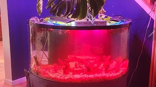 New indoor aquaponics shrimp snail loach philodendron duckweed prototype [upl. by Einnij]