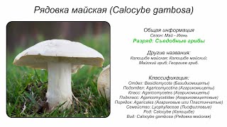 Рядовка майская Calocybe gambosa [upl. by Max764]