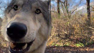 Crisp Wolf Howls on a Clear Autumn Day [upl. by Jeth]