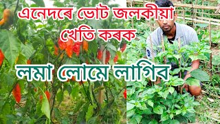 ভোট জলকীয়া খেতিএনেদৰে এবাৰ কৰি চাওক লমা লোমে লাগিবbhutjolokia [upl. by Bergerac635]