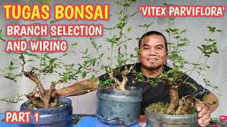 TUGAS BONSAI BRANCH SELECTION AND WIRING [upl. by Ayhtak]