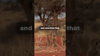 Kalahari Desert 🏜️ Full of Life 🌿 [upl. by Perron]