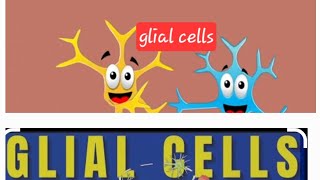 Glial cells Nervous system Nerveamp muscle Physiology MBBS Neet [upl. by Ilarrold506]