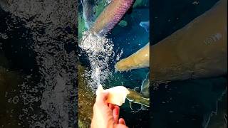 Feeding Arapaima gigas shorts [upl. by Eiluj367]