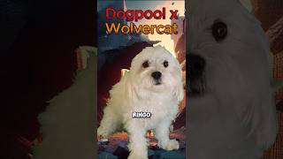 Dogpool vs Wolvercat dog pet short [upl. by Sammer901]