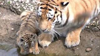 Zoo Leipzig  die Tiger Babys  cute Tiger Cubs [upl. by Starks947]