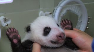 Japon soulagement du pays après les 40 jours dun bébé panda [upl. by Gabrielson175]