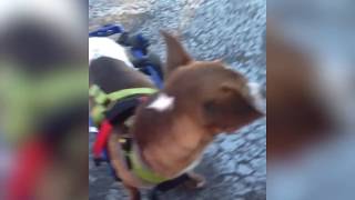 Pup Running in Wheelchair For First Time [upl. by Noiro]