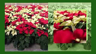 Poinsettia Red White Marble WA 111524 [upl. by Garrison289]