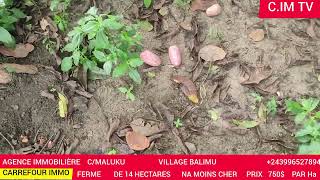 26032024 FERME DE 14 HECTARES NA MOINS CHER 750 PAR Ha CMALUKU VILLAGE BALIMU 243996527894 [upl. by Aruasor286]