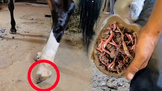 DIRTIEST Hoof CleanUp EVER—This One Was NASTY AF 💩 [upl. by Yul]