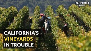 California Wineries on Brink of Losing Everything [upl. by Aritak]