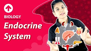 Endocrine System  Biology [upl. by Rebmik]