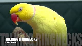 Pratende halsbandparkiet  Talking Ringneck Parrots indian mutation Part 4 [upl. by Imorej]