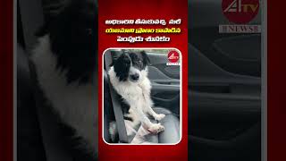 యజమాని ప్రాణాలు కాపాడిన శునకం  Dog Saves Life of Owner dog shorts dogshorts life latestnews [upl. by Demitria]