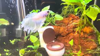 Stop Potty Training Your Fish With NoClean Aquariums [upl. by Kubiak]