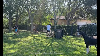 Florida Great Danes Are Happy To See Teenage Hurricane Yard Clean Up Friends Arrive [upl. by Joanna]