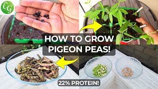 Growing Pigeon Peas TuvarArharGandul Garden Cultivation to Tasty Recipe [upl. by Atiker892]