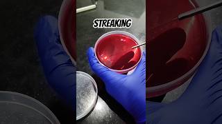 Culture plate streaking practice  macconkey agar  microbiology shortsfeed shortvideo [upl. by Oflodur]