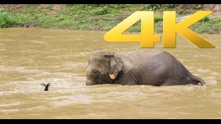 An elephant tried to rescued a baby who was separated during bath time 4K video UHD  ElephantNews [upl. by Mellicent]