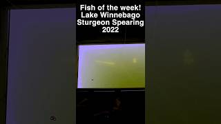 Sturgeon Spearing  Ice Fishing Fish of the week February 7 2024 sturgeonfishing spearfishing [upl. by Airlie]