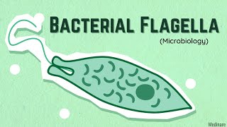 Flagella  Made easy  Microbiology  Medinare [upl. by Epotimet259]