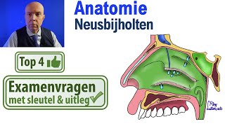 Neusbijholten  Sinus paranasales AnatomieSchedel Uitleg Top 4 examen vragen [upl. by Ottie]