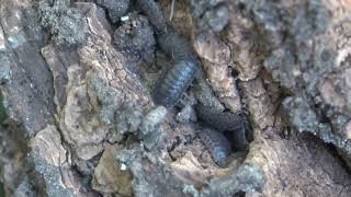 Can I Find Any Isopods In Minnesota In October [upl. by Nnaeed]