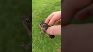 My friend froggy 🐸 funny like subscribe 200subscribers trending funny shorts frog wildlife [upl. by Forsyth173]