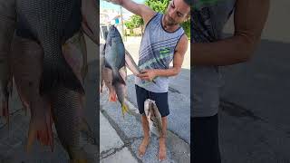 Un buen día de Pesca en Playa de Santa Fé Cuba Nostalgia Viva playadesantafe santafecuba [upl. by Inat]