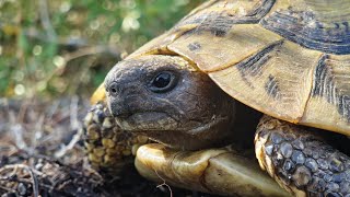 Hermanns Tortoise Testudo hermanni Herping Corfu [upl. by Stein674]