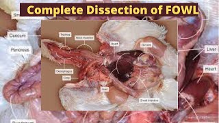 Dissection of a Fowl displaying the Digestive Respiratory and Reproductive system KET Academy [upl. by Tadeas]