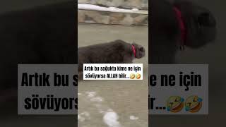 Kime sövdüruyorsunuz🤣 sessizyazar kedi cat keşfet öneçıkar shorst soğuk dünya turkey pazar [upl. by Coffey]