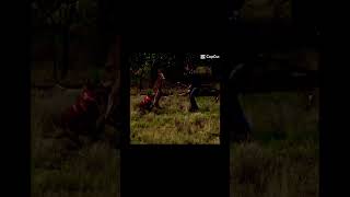 Man vs kangaroo edit viralshort [upl. by Kaazi108]