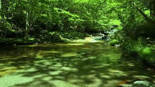 Mysterious Moss Waterfall Clear Water Sound and Birdsong [upl. by Ramak]