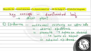 Describe the internal structure of a dorsiventral leaf with the help of well labelled diagram [upl. by Asabi38]