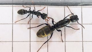 Colobopsis leonardi Thailand vs Myrmecia urens Australia 31082024 [upl. by Aedni]