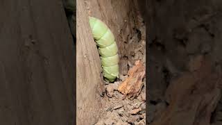 Moth caterpillar [upl. by Adeys]