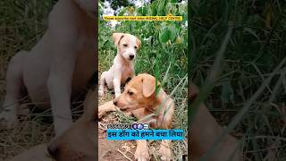 बच्चो मै तुम्हारे लिए जरूर कुछ करुंगा rescuedog petowner dog pets cutedoglovers dogowner [upl. by Adlitam]