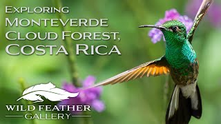 Exploring Costa Rica’s Cloud Forest in Monteverde Wildlife amp Birding [upl. by Iaverne]