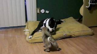 Pitbull and Pug fight to the death [upl. by Lierbag272]